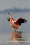 Chileense flamingo (Phoenicopterus chilensis) strekt vleugels, Veluwemeer